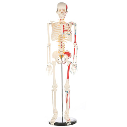 Human Skeleton Model for Anatomy: Metal Stand & Removable Joints | Painted and Numbered Muscle Insertion and Origin