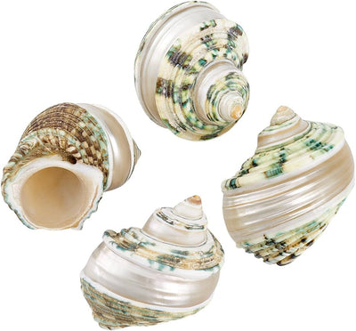 4pcs Hermit Crab Shells, 2.1~2.3 inch Natural Large Sea Shells Turbo Seashells Opening Mouth 1~1.1 inch Crab Sea