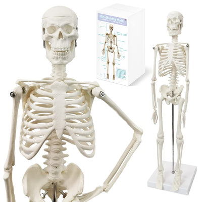 Full Body 17.7" High Human Body Skeleton Model for Anatomy | with Movable Arms and Legs Bones Structures,Whole Spine