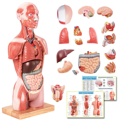 2026 New Human Body Deluxe Musculature Model, 16 Pcs Removable 17 inch | EVOTECH SCIENTIFIC Human Torso Anatomy Model