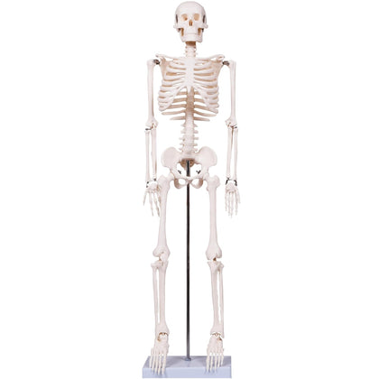 Scientifc Human Skeleton Model for Anatomy, 33.4’’ Skeleton Model with Metal Stand, Removable Arms&Legs for Student
