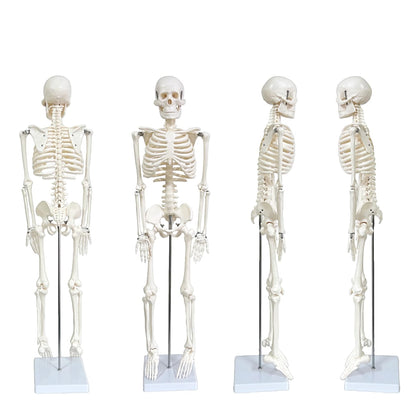 Human Skeleton Model for Anatomy, 33.4" Skeleton Model with Metal Stand | 1/2 Life Size Anatomical Skeleton with