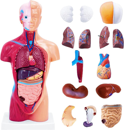11 Inch Small Human Body Model for Anatomy Study - 15 Detachable Parts Educational Torso with Internal Organs, DIY