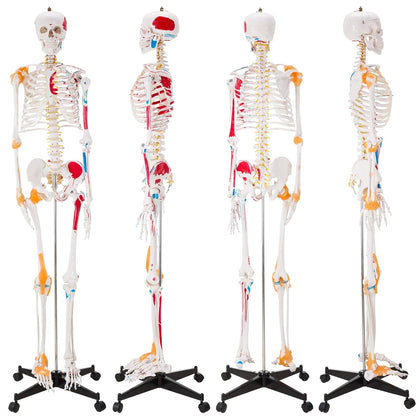Human Skeleton Model, Life Size Anatomical Skeleton Replica with Spinal Nerves, Muscle Insertion and Origin Points