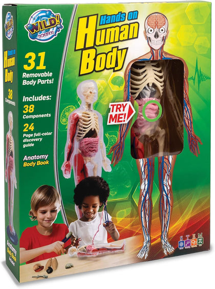 Human Body Anatomy Model Kit – 31-Piece Interactive STEM Set with 9 Squishy Organs, Bones, Muscles & Blood Vessels