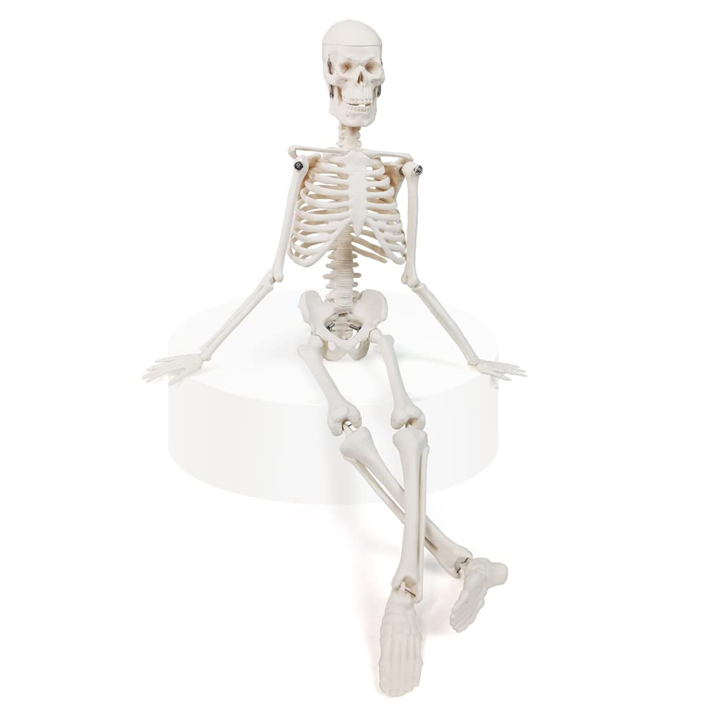 Human Anatomy Full Body Skeleton Model, 17.7 Inches/45cm for Adult | Benilev Human Skeleton Anatomy Model, Suitable