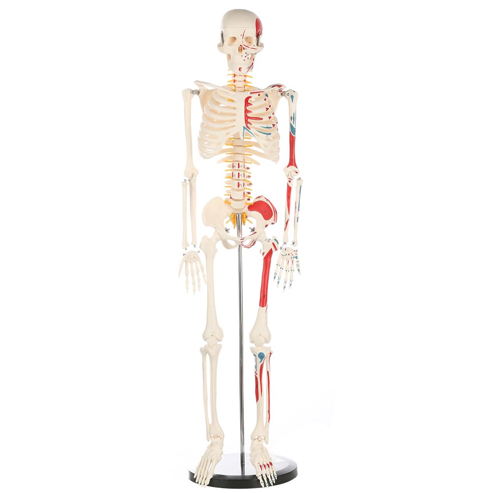 Human Skeleton Model for Anatomy: Metal Stand & Removable Joints | Painted and Numbered Muscle Insertion and Origin