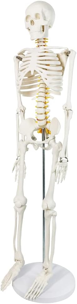Human Skeleton Model for Anatomy 34” Tall Life Size Skeleton with Detachable Metal Base for Classroom Teaching and