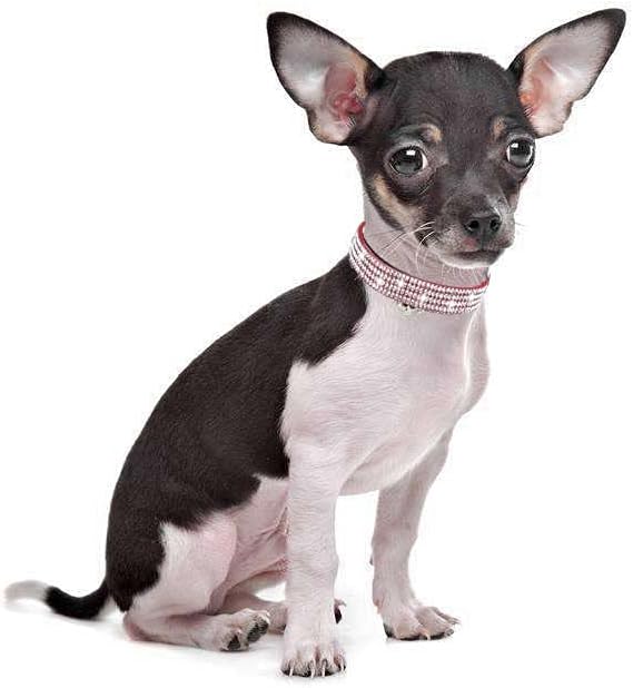 Rhinestones Dog Cat Collars with Bell Bling Pet Puppy Collars with Soft Velvet Crystal Collars Girl Jeweled Necklace