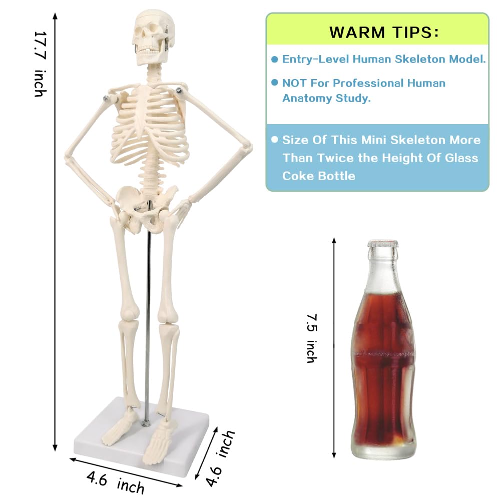 Full Body 17.7" High Human Body Skeleton Model for Anatomy | with Movable Arms and Legs Bones Structures,Whole Spine