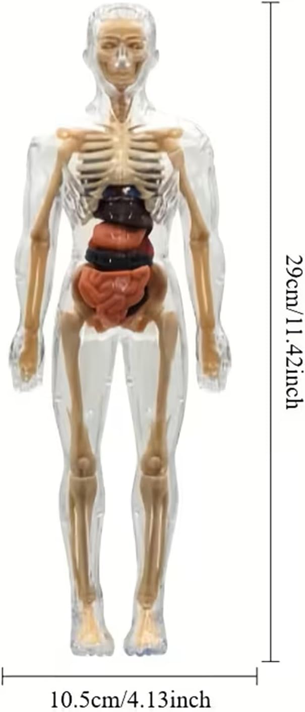 Human Anatomy Model Set Educational STEM Kit Teaching Skeleton Model Kit with Removable Organs Learning Tool for
