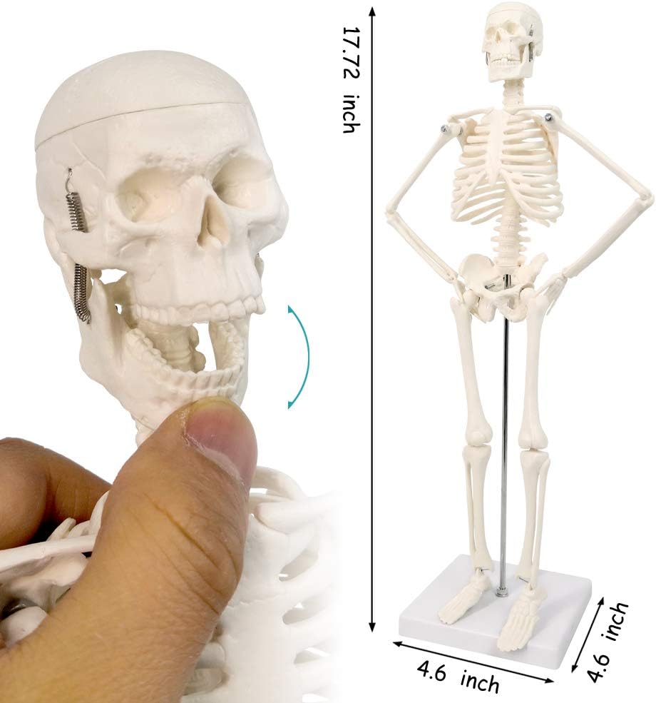17.7“ Human Skeleton Model for Anatomy,Movable Arms Legs Bones Structures,Whole Spine Ribs Skeleton Model,Suitable