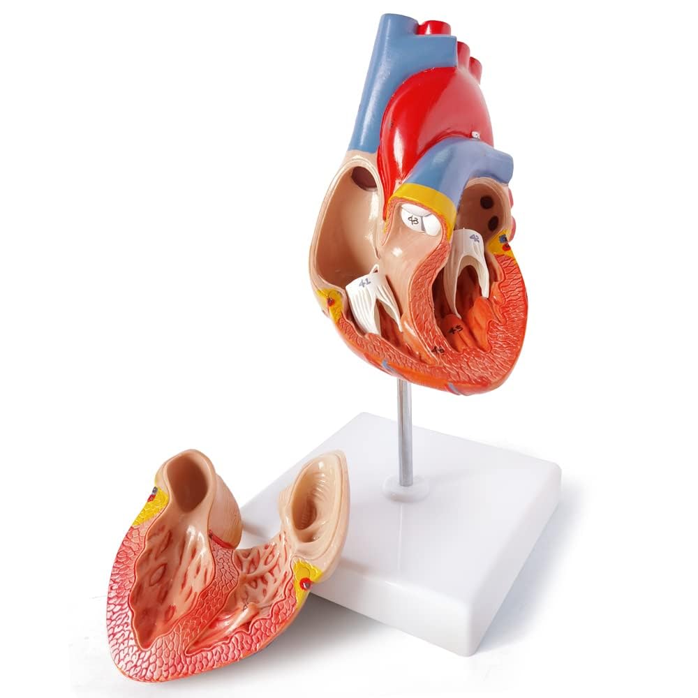 Medical Anatomy Model Set of 3-Human Torso Heart and Skeleton | Detachable Body Visceral Organs, Movable Arms and