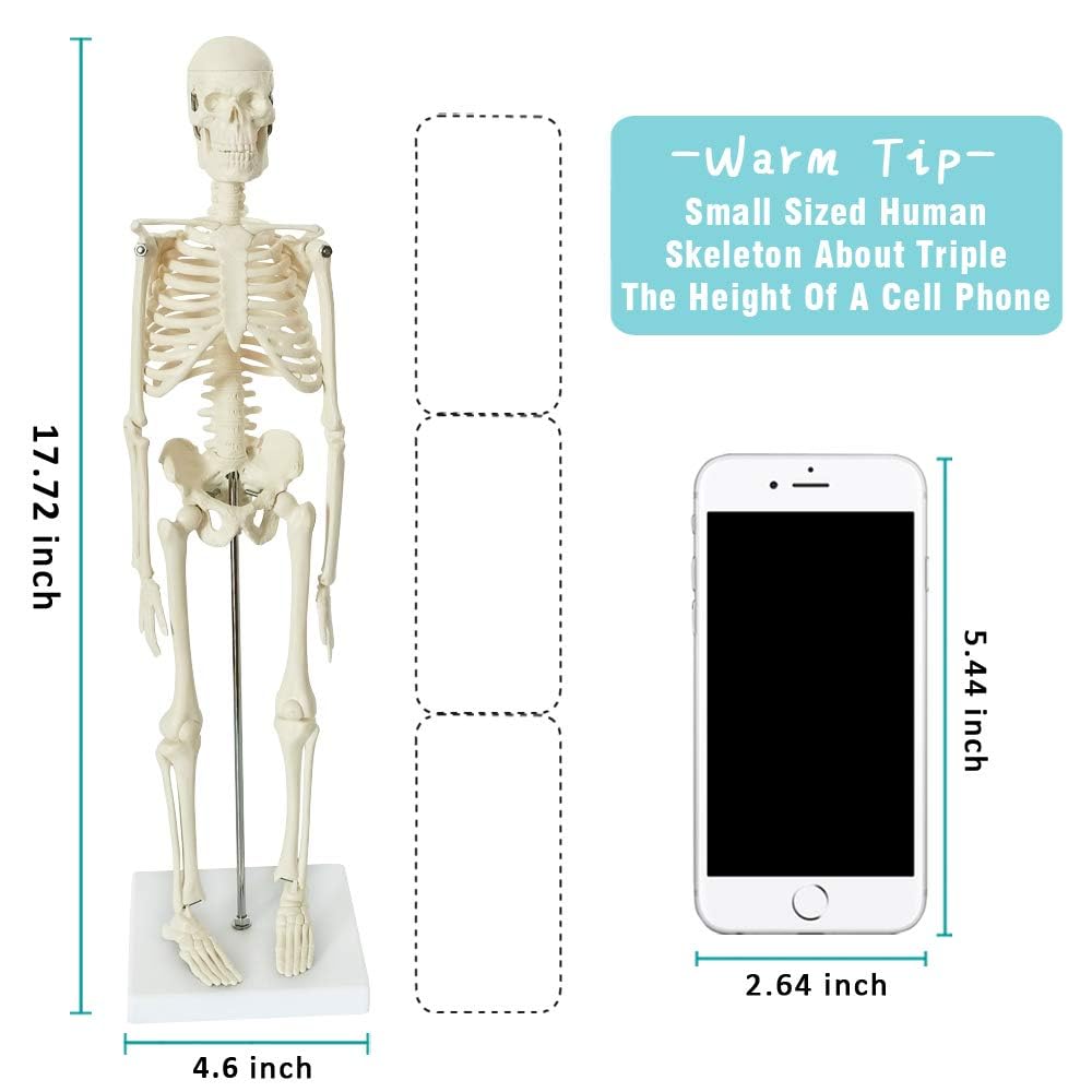 Medical Anatomy Model Set of 3-Human Torso Heart and Skeleton | Detachable Body Visceral Organs, Movable Arms and