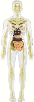 Human Anatomy Model Set Educational STEM Kit Teaching Skeleton Model Kit with Removable Organs Learning Tool for