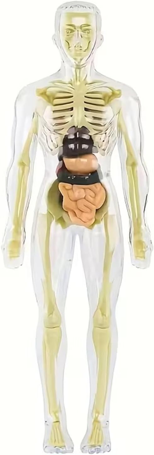 Human Anatomy Model Set Educational STEM Kit Teaching Skeleton Model Kit with Removable Organs Learning Tool for