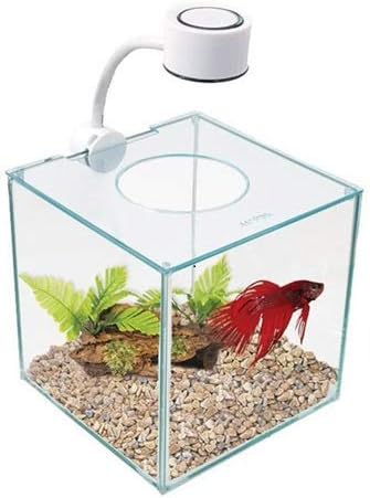 CUBUS Glass Betta Kit – Elegant Glass Aquarium for Homes or Offices