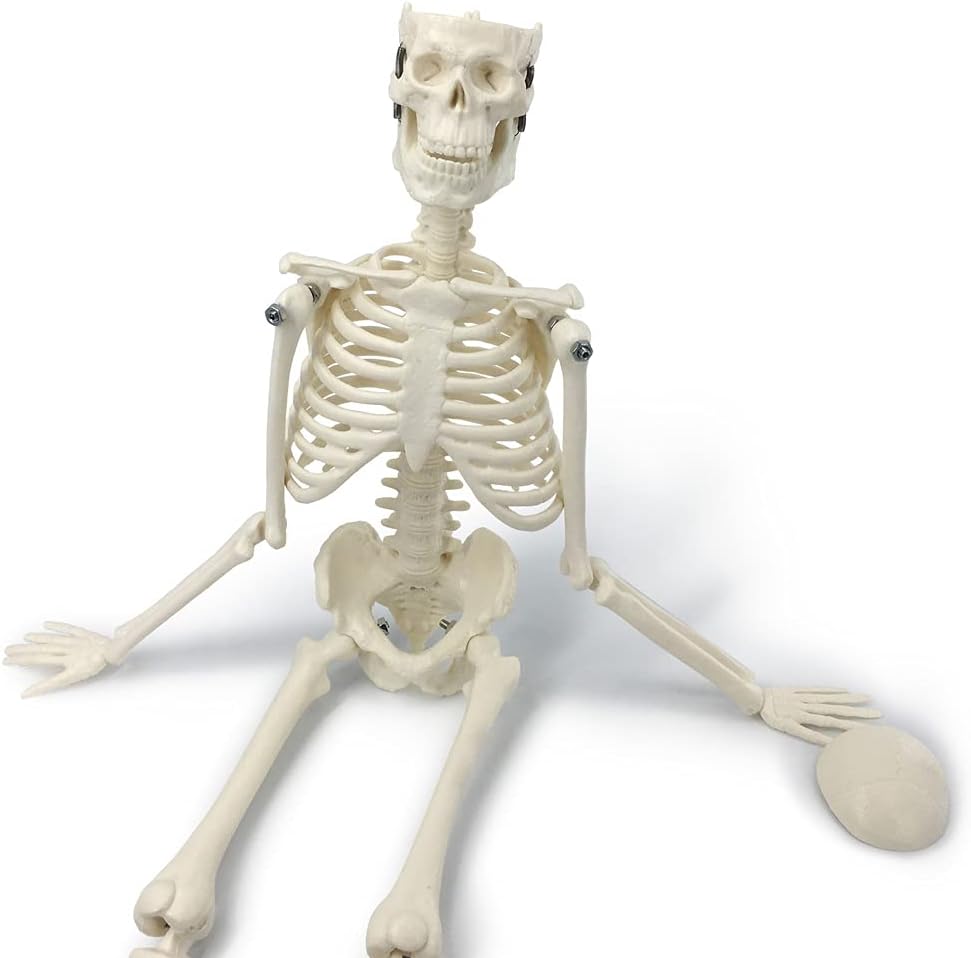 Human Skeleton Model w/Movable Arms, Legs and Stand, 17.72” | Quarter Size Human Skeletal System for Medical Anatomy