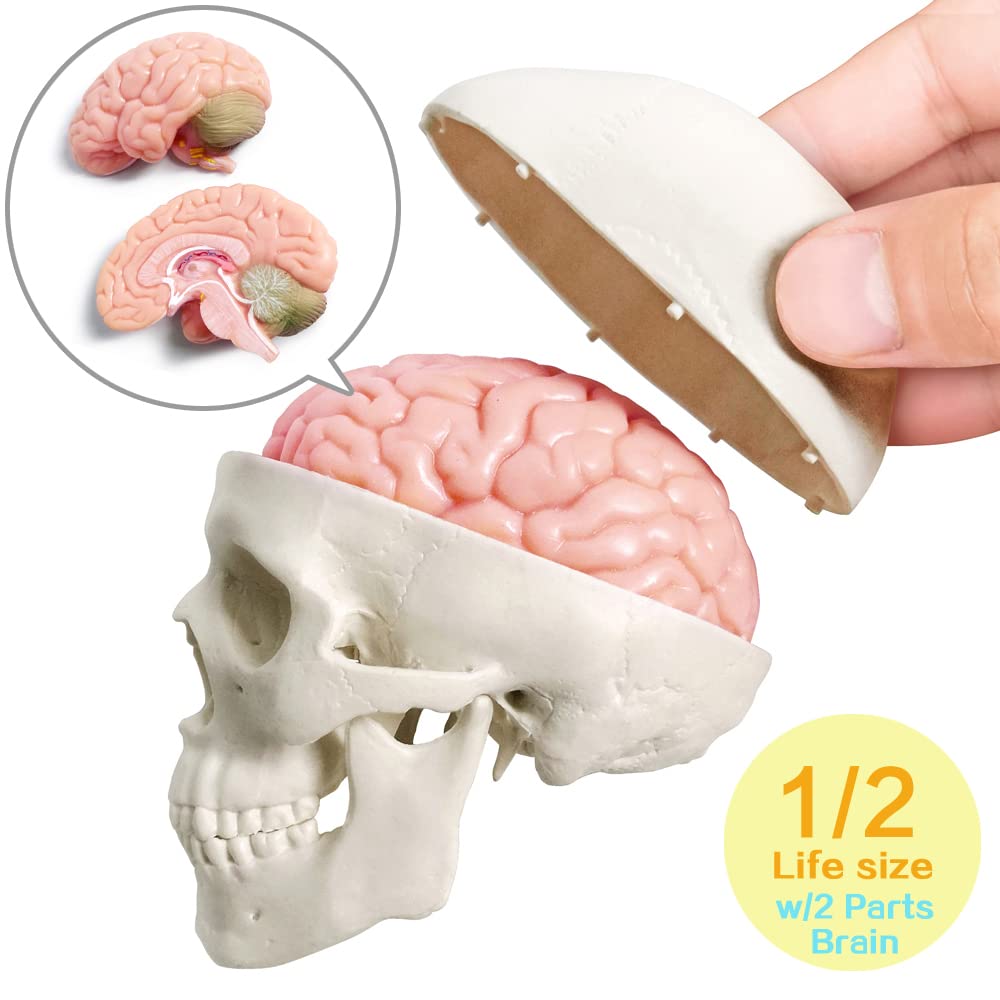 Human Body, Skeleton, Heart, Half Size Skull with Brain Models | EVOTECH SCIENTIFIC Best Anatomy Model Bundle Set of