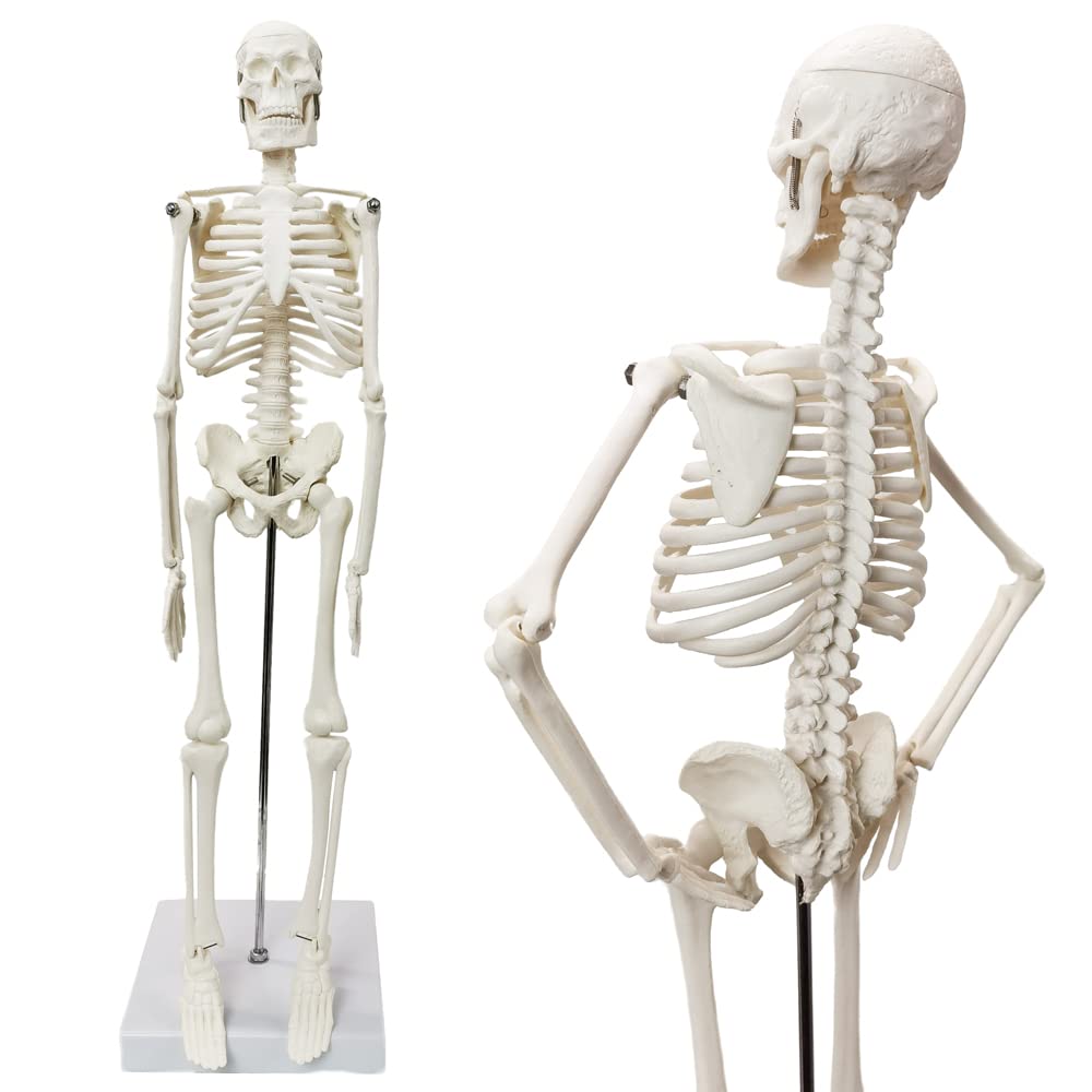 Full Body 17.7" High Human Body Skeleton Model for Anatomy | with Movable Arms and Legs Bones Structures,Whole Spine