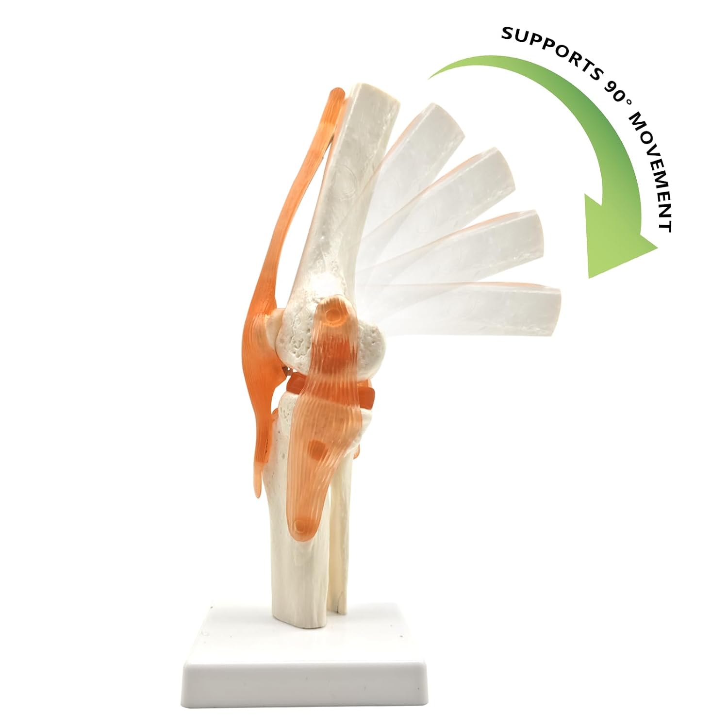 6 pcs/Set Anatomy Models Human Shoulder Elbow Hip Knee Hand Foot Joint Bone Models Human Joint Anatomy Model Science