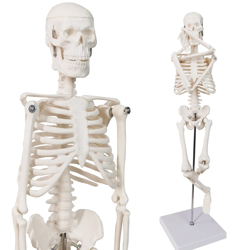 Human Anatomy Full Body Skeleton Model, 17.7 Inches/45cm for Adult | Benilev Human Skeleton Anatomy Model, Suitable