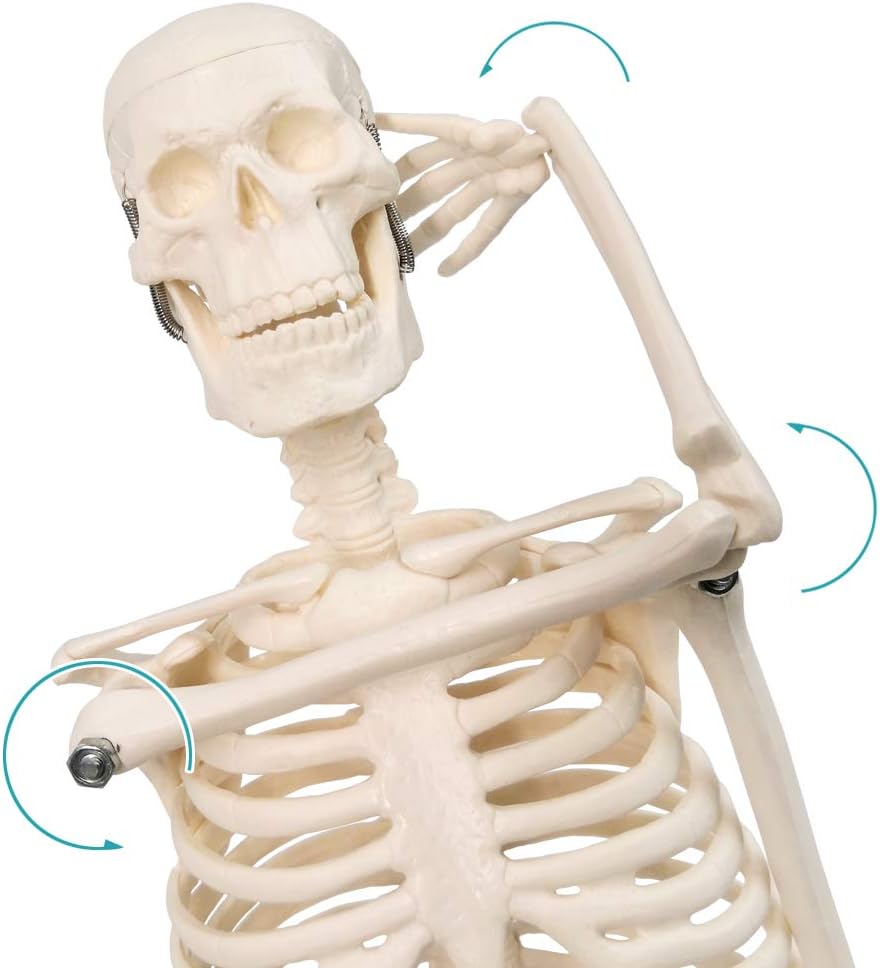 17.7“ Human Skeleton Model for Anatomy,Movable Arms Legs Bones Structures,Whole Spine Ribs Skeleton Model,Suitable