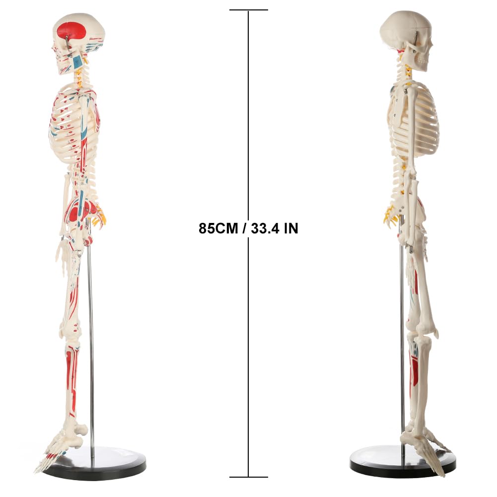 Human Skeleton Model for Anatomy: Metal Stand & Removable Joints | Painted and Numbered Muscle Insertion and Origin