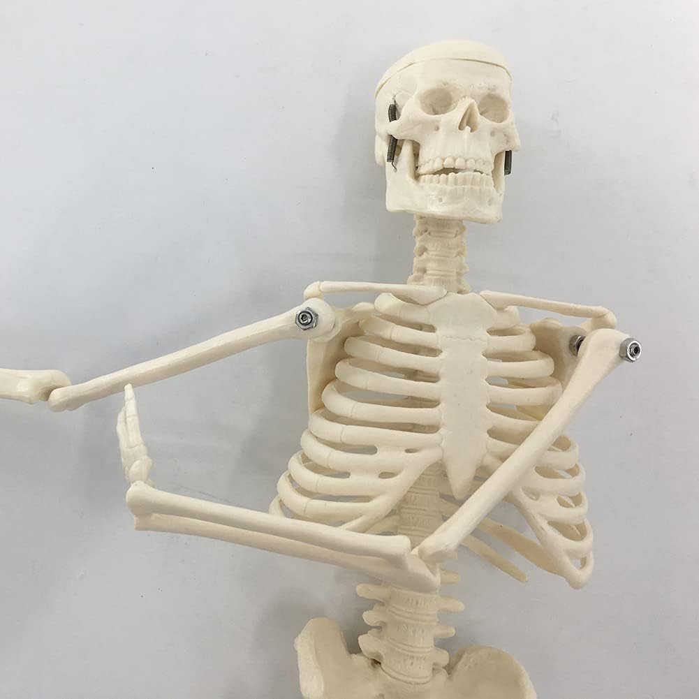 Human Skeleton Model w/Movable Arms, Legs and Stand, 17.72” | Quarter Size Human Skeletal System for Medical Anatomy