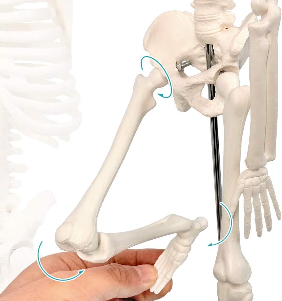 17.7“ Human Skeleton Model for Anatomy,Movable Arms Legs Bones Structures,Whole Spine Ribs Skeleton Model,Suitable