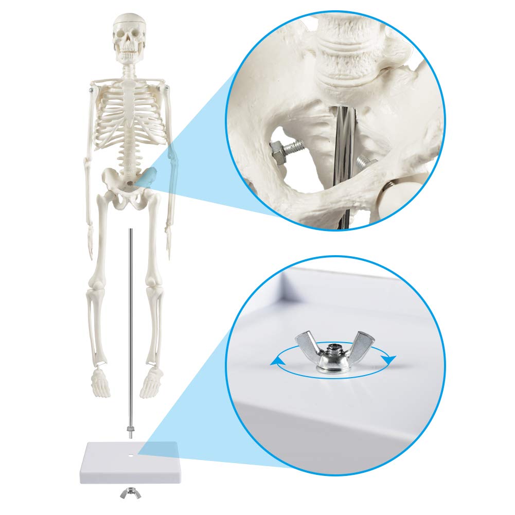 Human Skeleton Model for Anatomy: 17” Human Skeleton Model with Movable Arms and Legs - Scientific Model for Study