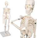 Human Skeleton Model w/Movable Arms, Legs and Stand, 17.72” | Quarter Size Human Skeletal System for Medical Anatomy