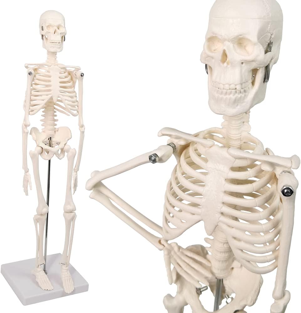 Human Skeleton Model w/Movable Arms, Legs and Stand, 17.72” | Quarter Size Human Skeletal System for Medical Anatomy
