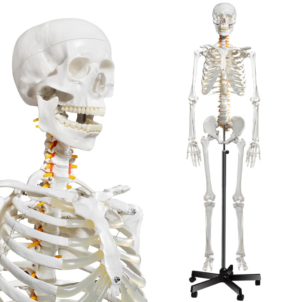 Human Skeleton Model for Anatomy- Life Size Medical Human Skeleton Model with Nervous System 70.8 in with Rolling