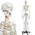 Human Skeleton Model for Anatomy- Life Size Medical Human Skeleton Model with Nervous System 70.8 in with Rolling