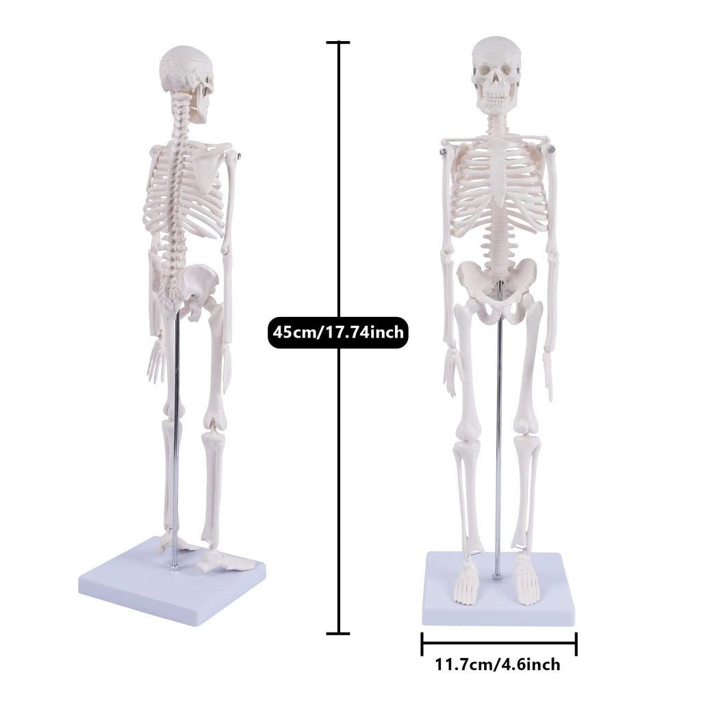 Human Skeleton Model for Anatomy: Scientific Model with Movable Arms, Legs & Display Stand - 17" Mini Human Skeleton