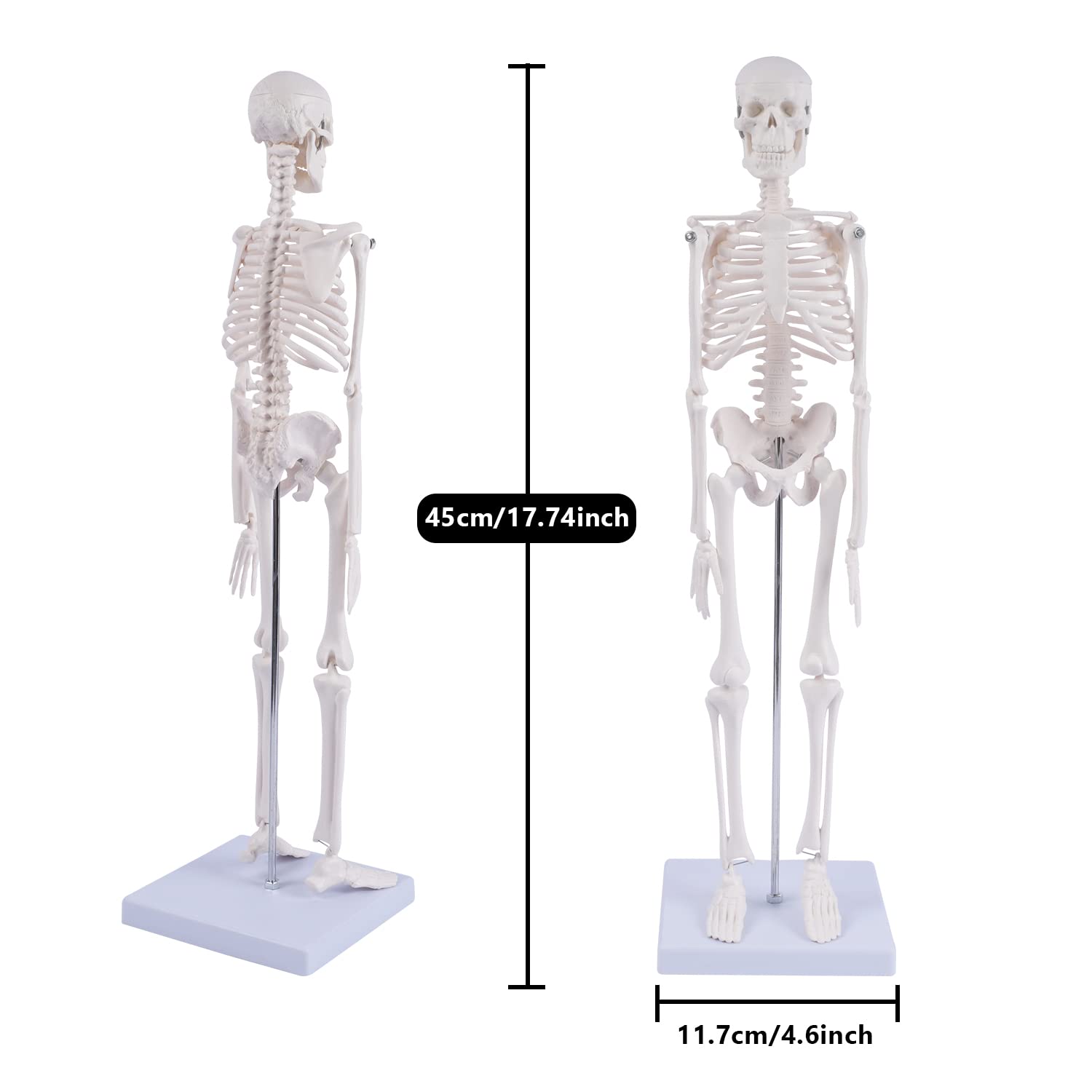 Human Skeleton Model for Anatomy: Scientific Model with Movable Arms, Legs & Display Stand - 17" Mini Human Skeleton