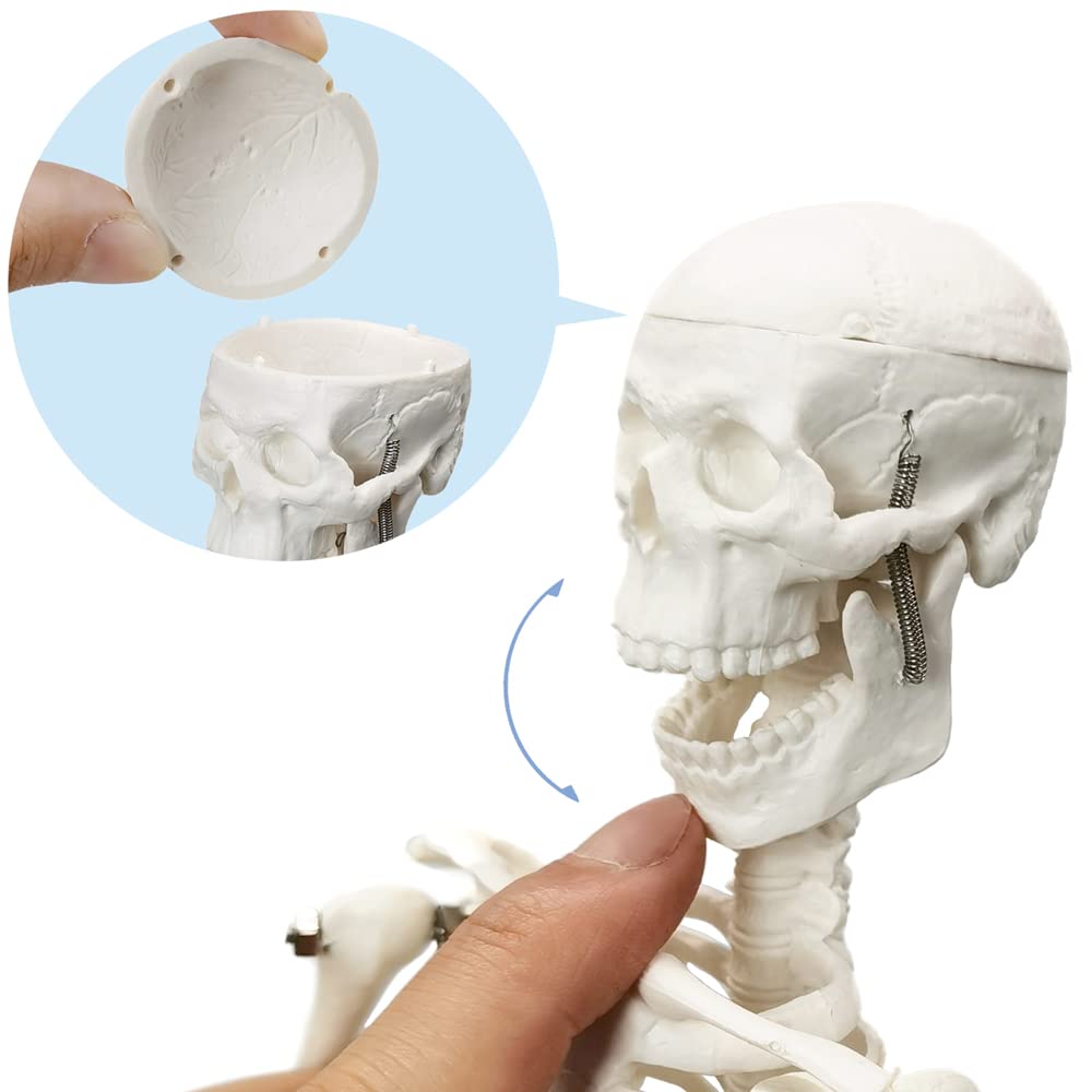 Full Body 17.7" High Human Body Skeleton Model for Anatomy | with Movable Arms and Legs Bones Structures,Whole Spine