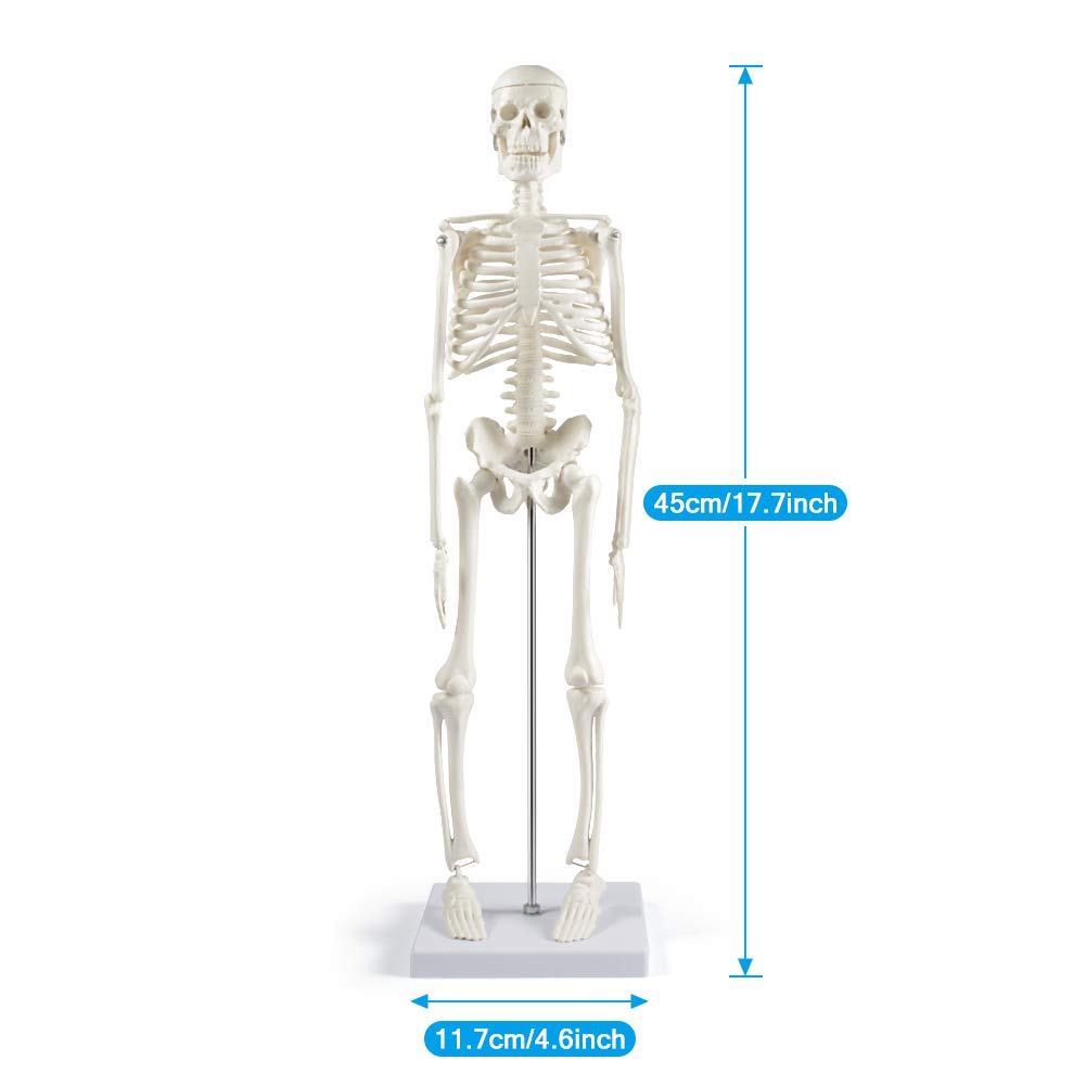 Human Skeleton Model for Anatomy: 17” Human Skeleton Model with Movable Arms and Legs - Scientific Model for Study