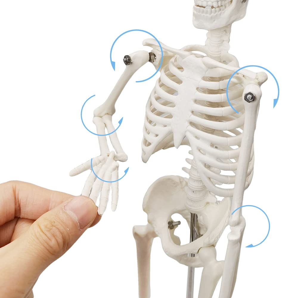 Full Body 17.7" High Human Body Skeleton Model for Anatomy | with Movable Arms and Legs Bones Structures,Whole Spine