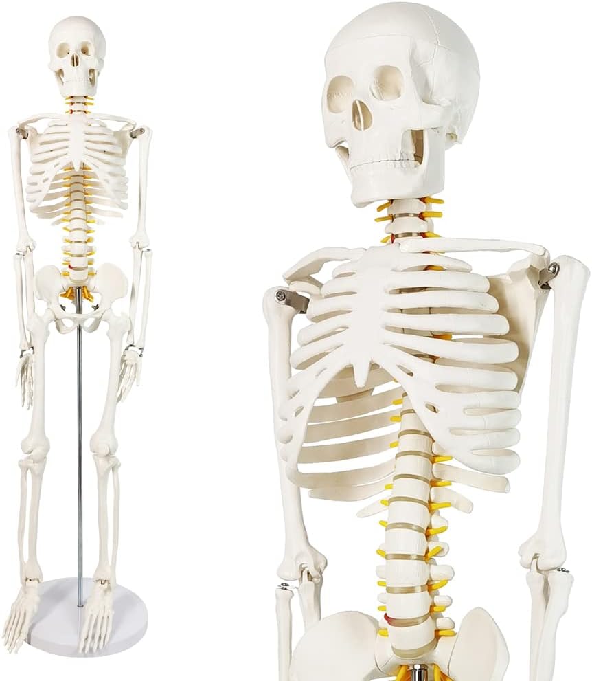 Human Skeleton Model for Anatomy 34” Tall Life Size Skeleton with Detachable Metal Base for Classroom Teaching and