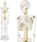 Human Skeleton Model for Anatomy 34” Tall Life Size Skeleton with Detachable Metal Base for Classroom Teaching and