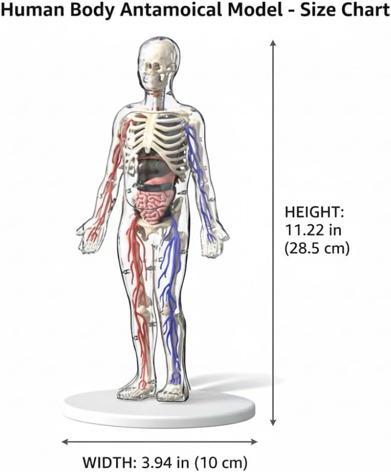 Clear Human Body Structure Model - Max 43-Piece Set, Removable Organs Bones & Transparent, DIY Assembled Human Torso