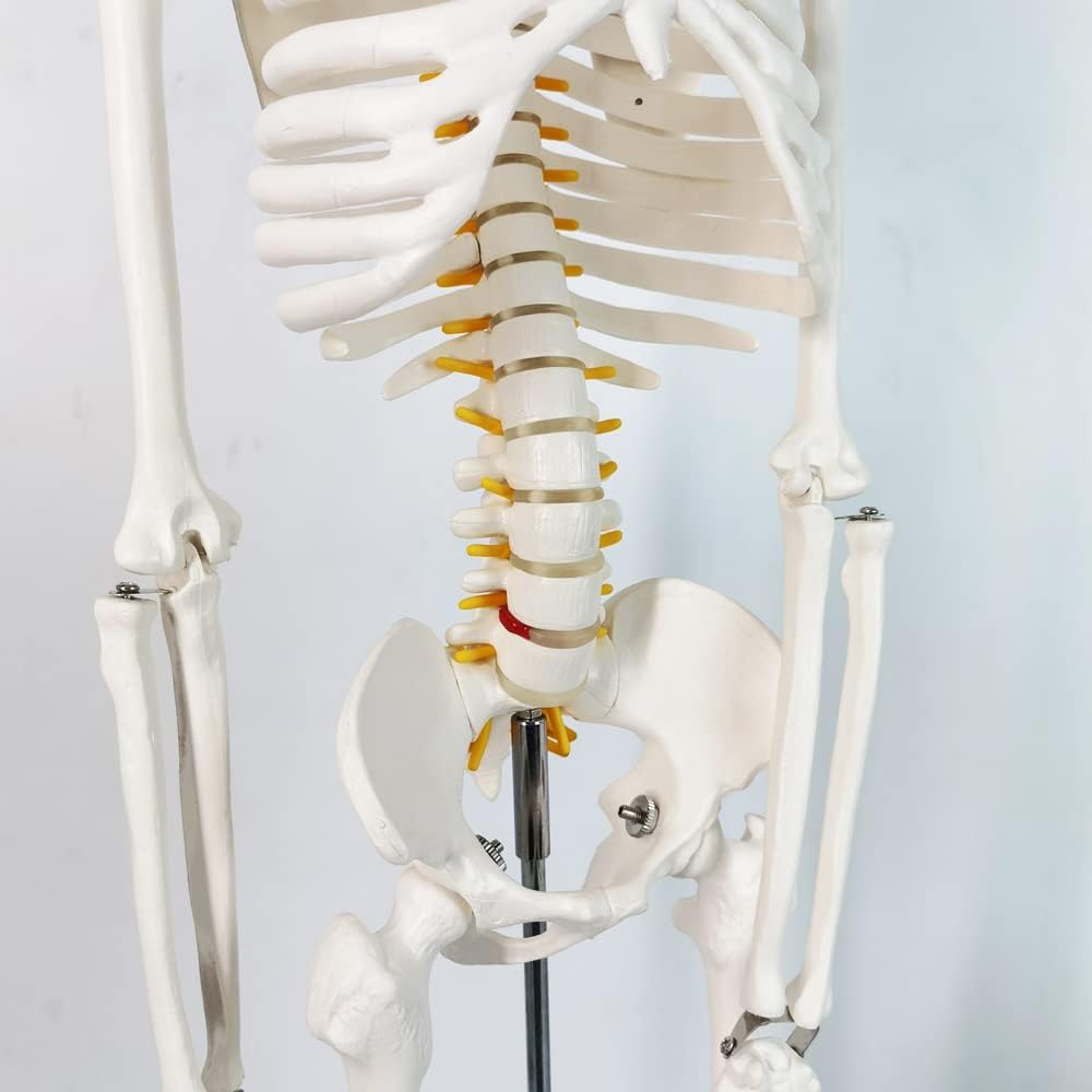 Human Skeleton Model for Anatomy 34” Tall Life Size Skeleton with Detachable Metal Base for Classroom Teaching and
