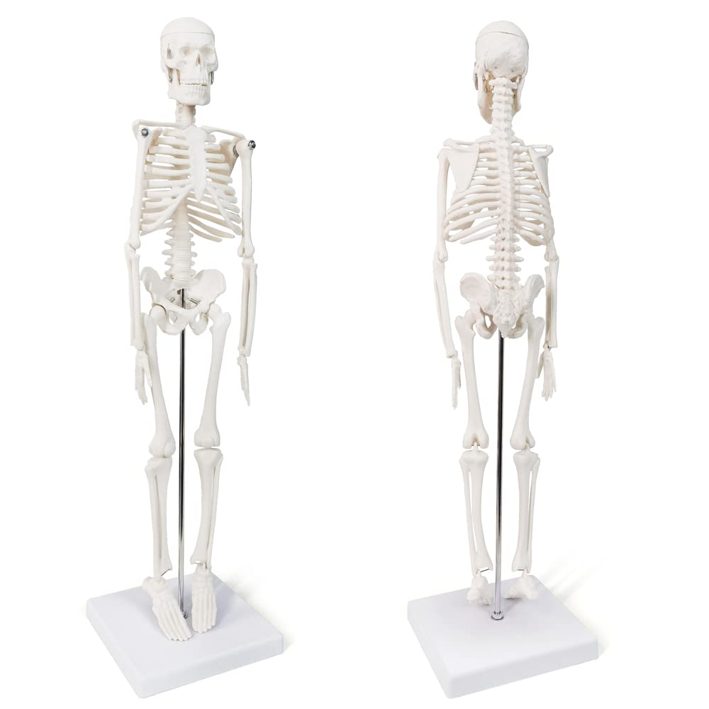 Human Anatomy Full Body Skeleton Model, 17.7 Inches/45cm for Adult | Benilev Human Skeleton Anatomy Model, Suitable