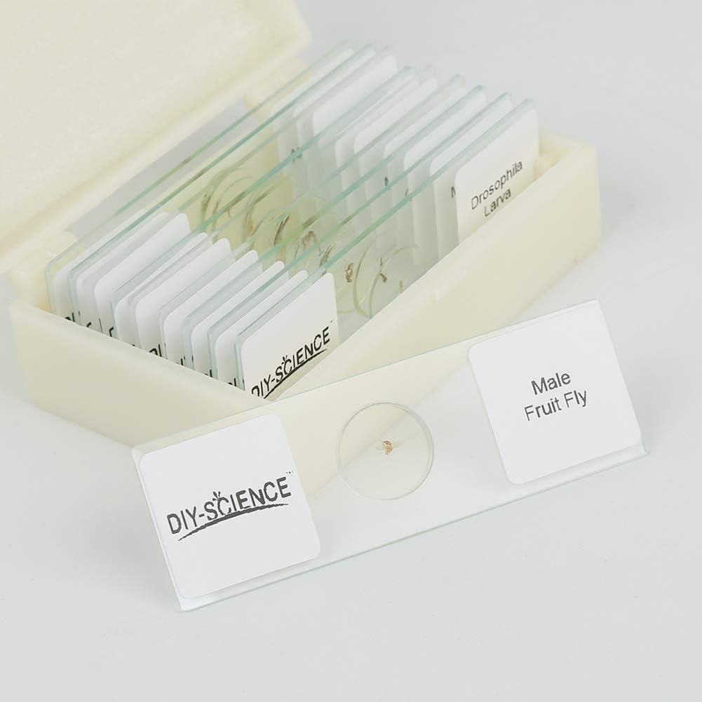 Prepared Whole Insects Microscope Slides Set, 10pcs Specimens for Kids Students Biology Class, Educational Gift