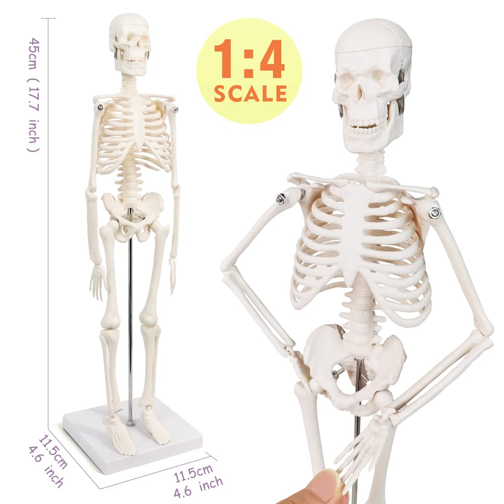 Human Anatomy Full Body Skeleton Model, 17.7 Inches/45cm for Adult | Benilev Human Skeleton Anatomy Model, Suitable