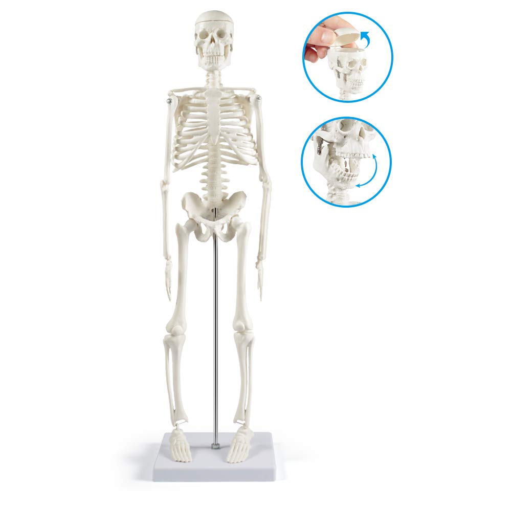 Human Skeleton Model for Anatomy: 17” Human Skeleton Model with Movable Arms and Legs - Scientific Model for Study