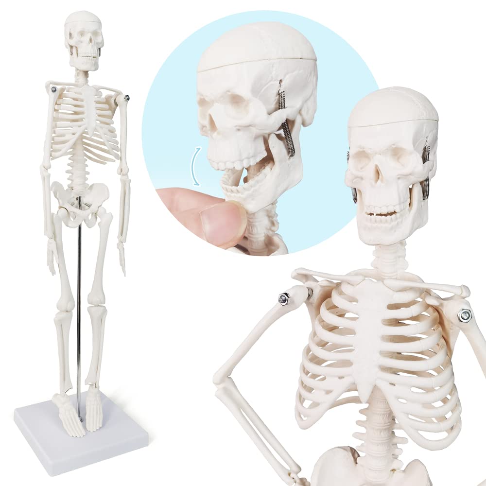 Human Anatomy Full Body Skeleton Model, 17.7 Inches/45cm for Adult | Benilev Human Skeleton Anatomy Model, Suitable