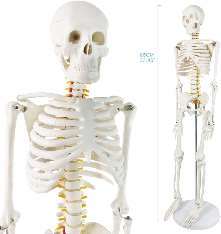Human Skeleton Model for Anatomy 34” Tall Life Size Skeleton with Detachable Metal Base for Classroom Teaching and